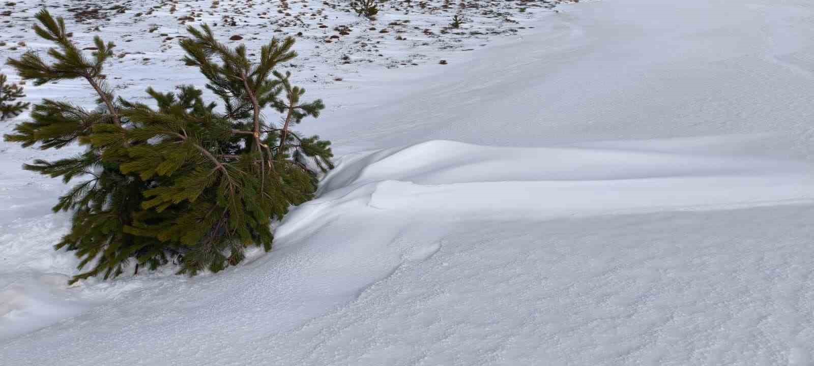 Bolu’da soğuk hava ağaçları dondurdu
