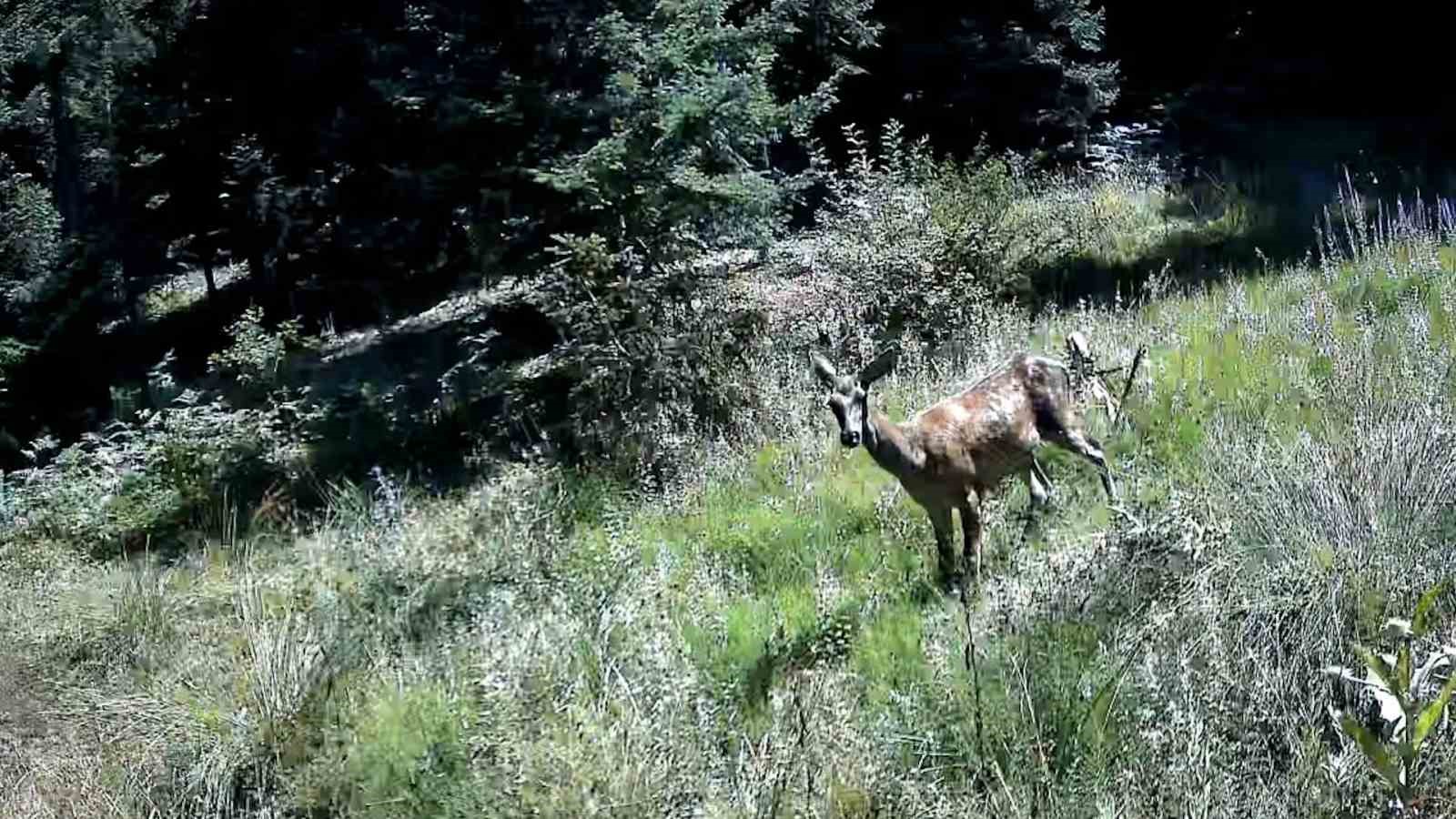 Bolu’da yaban hayatı fotokapanlarla görüntülendi
