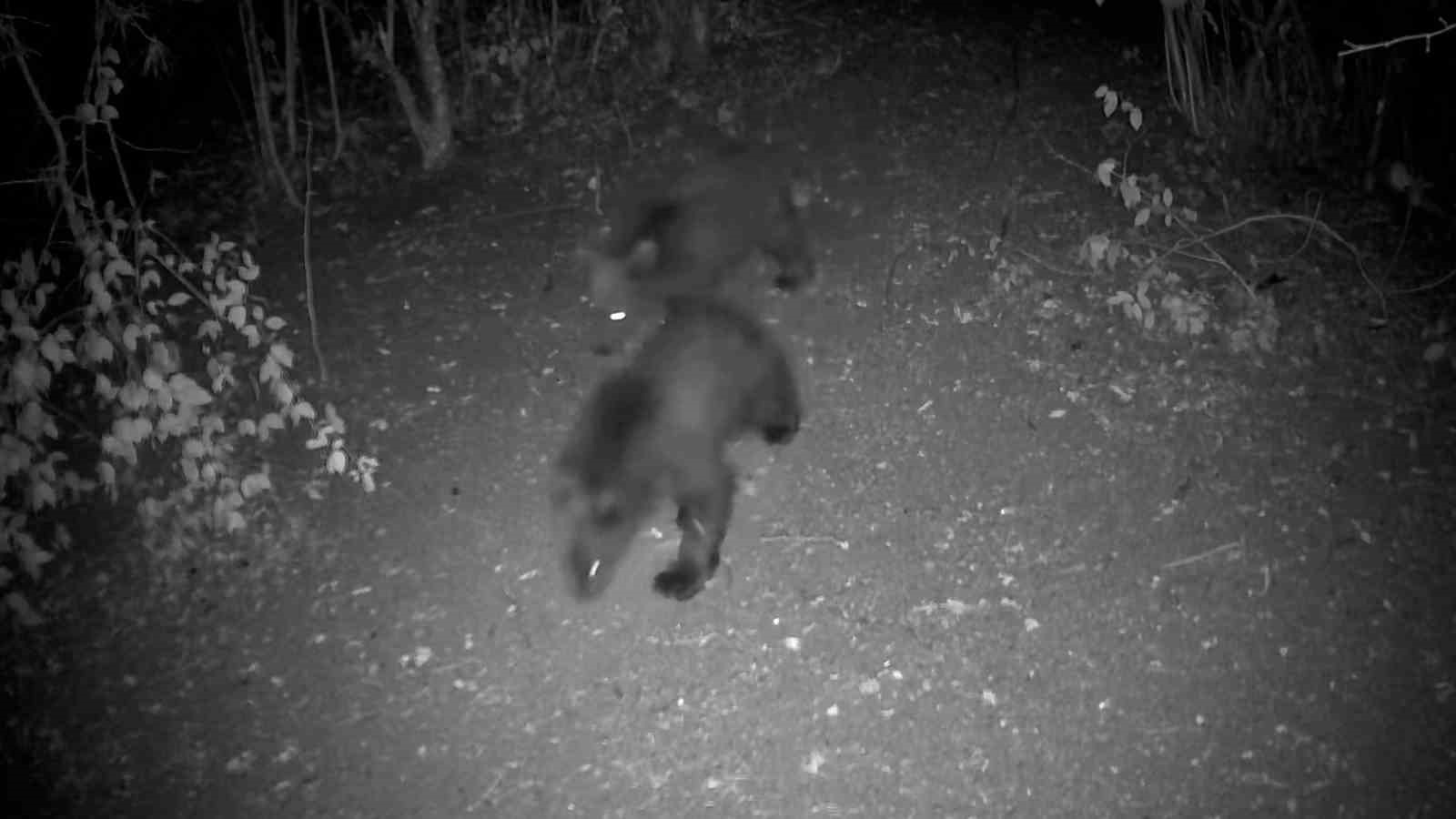 Bolu’da yaban hayatı fotokapanlarla görüntülendi
