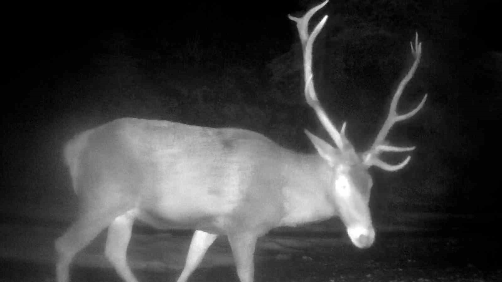Bolu’da yaban hayatı fotokapanlarla görüntülendi
