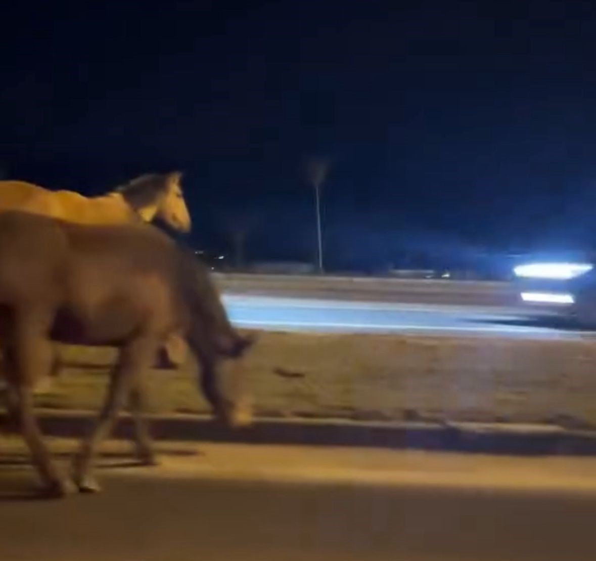 Bolu’da yılkı atları D-100’e indi: Orta refüjde otladılar
