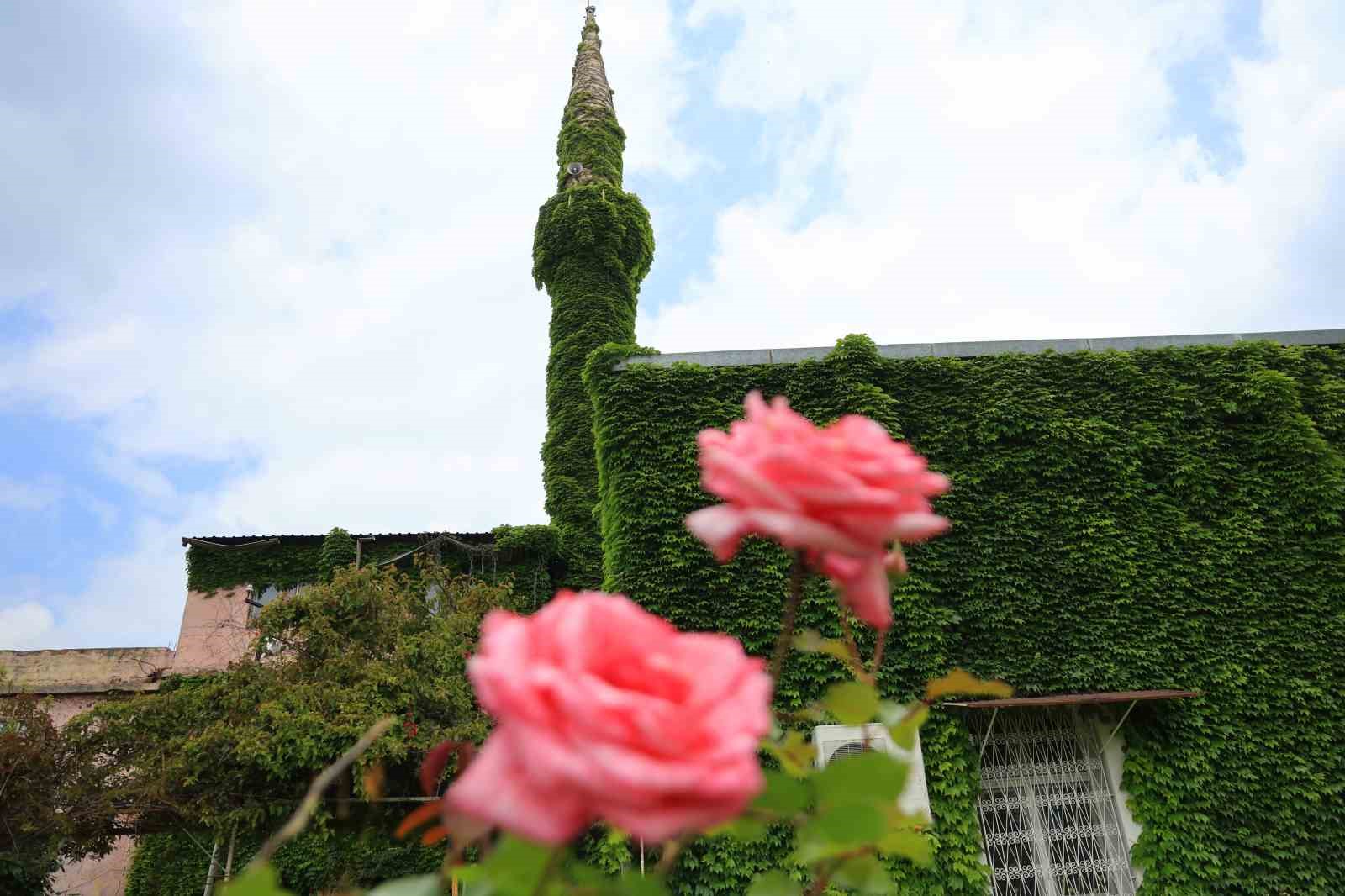 Botanik bahçeyi andıran cami, yeniden sarmaşıklarına kavuştu
