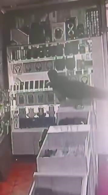 Böyle hırsızlık görülmedi: Masanın üstüne çıkıp vitrindeki telefonları alarak kaçtı
