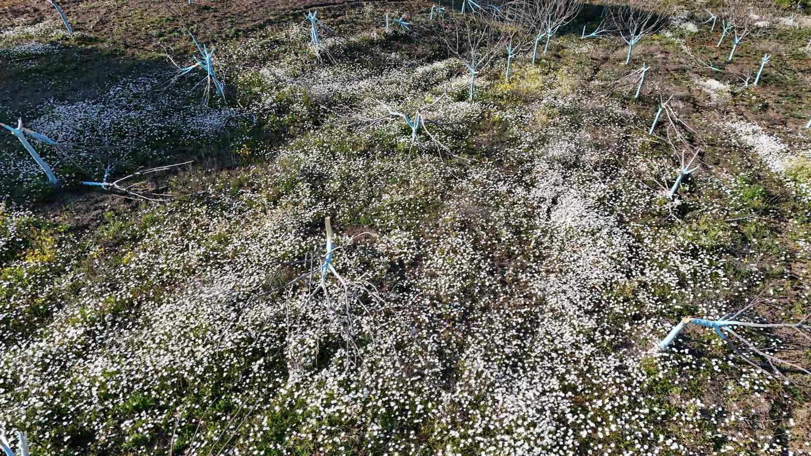 Böyle öfke görülmedi, bir gecede yüzlerce incir ve zeytin ağacını kesip ortadan kayboldular

