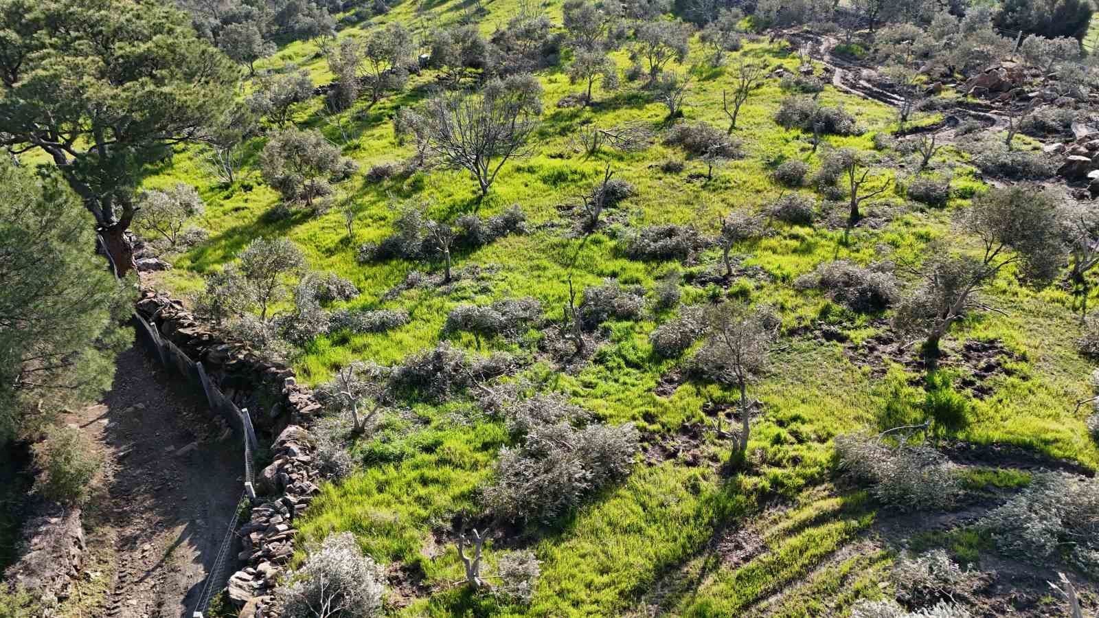 Böyle öfke görülmedi, bir gecede yüzlerce incir ve zeytin ağacını kesip ortadan kayboldular
