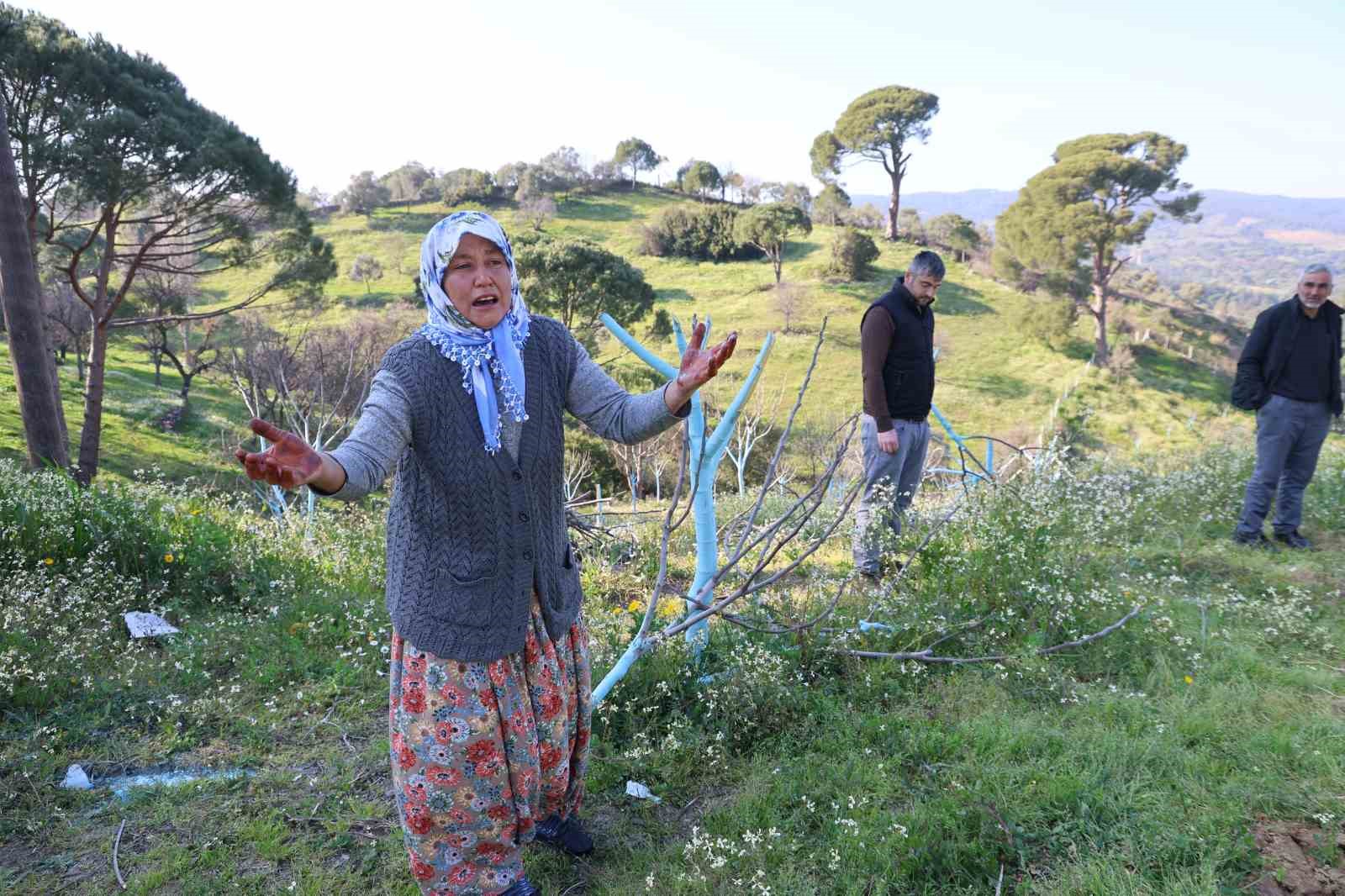 Böyle öfke görülmedi, bir gecede yüzlerce incir ve zeytin ağacını kesip ortadan kayboldular
