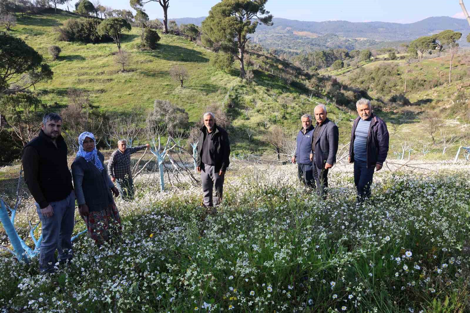 Böyle öfke görülmedi, bir gecede yüzlerce incir ve zeytin ağacını kesip ortadan kayboldular
