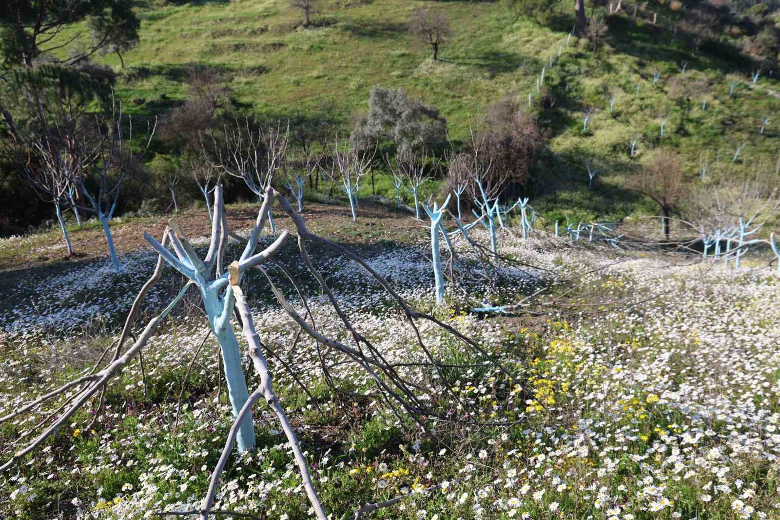 Böyle öfke görülmedi, bir gecede yüzlerce incir ve zeytin ağacını kesip ortadan kayboldular
