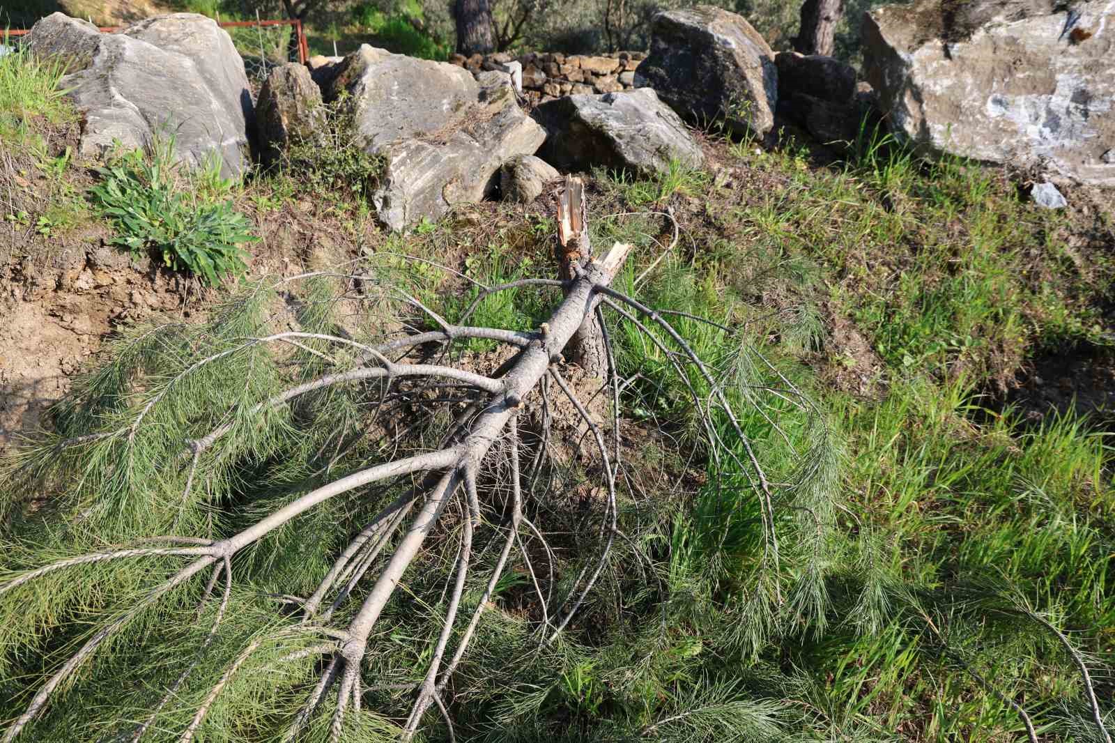 Böyle öfke görülmedi, bir gecede yüzlerce incir ve zeytin ağacını kesip ortadan kayboldular

