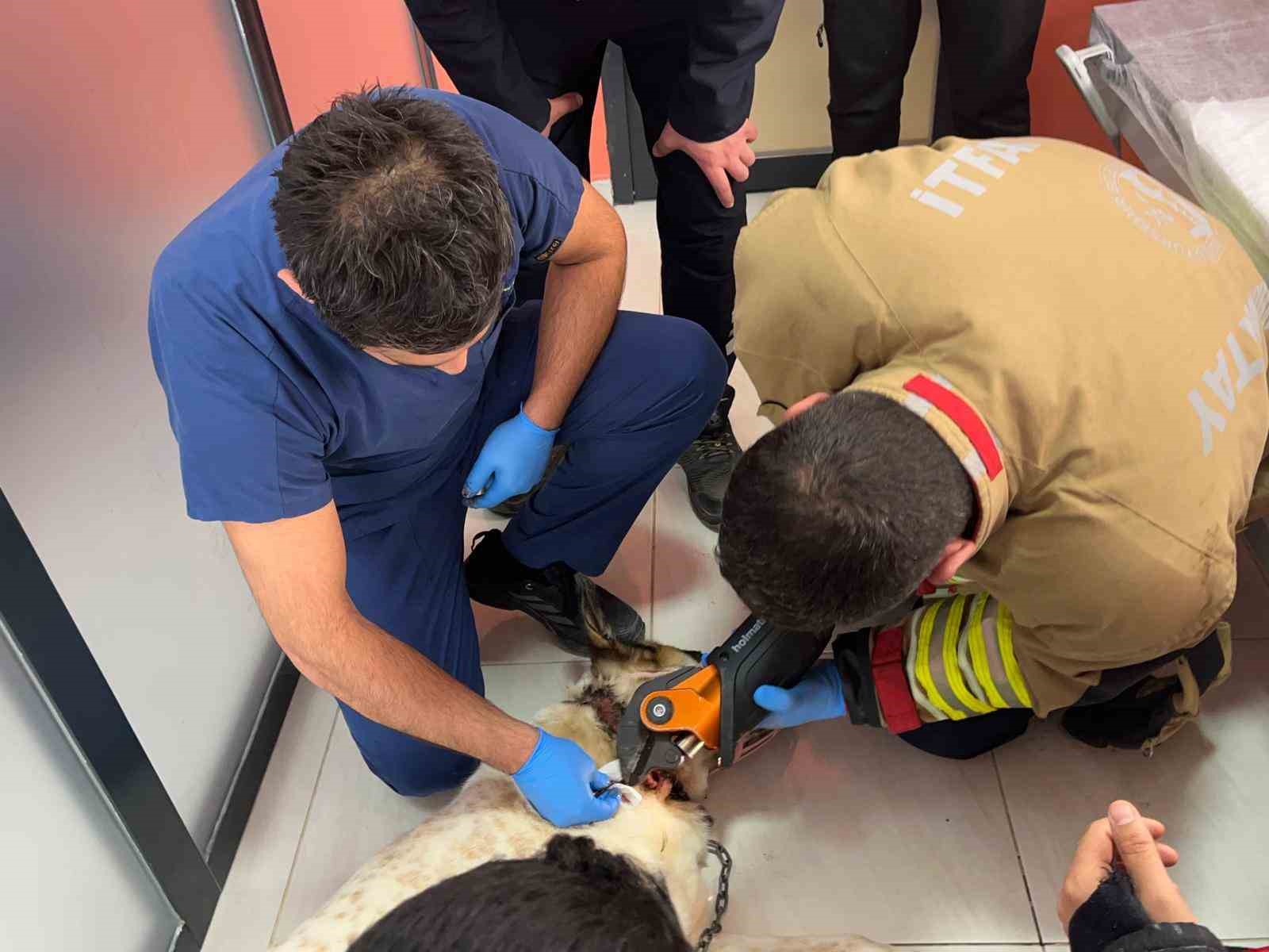 Boynuna zincir sıkışan köpeğin imdadına itfaiye yetişti
