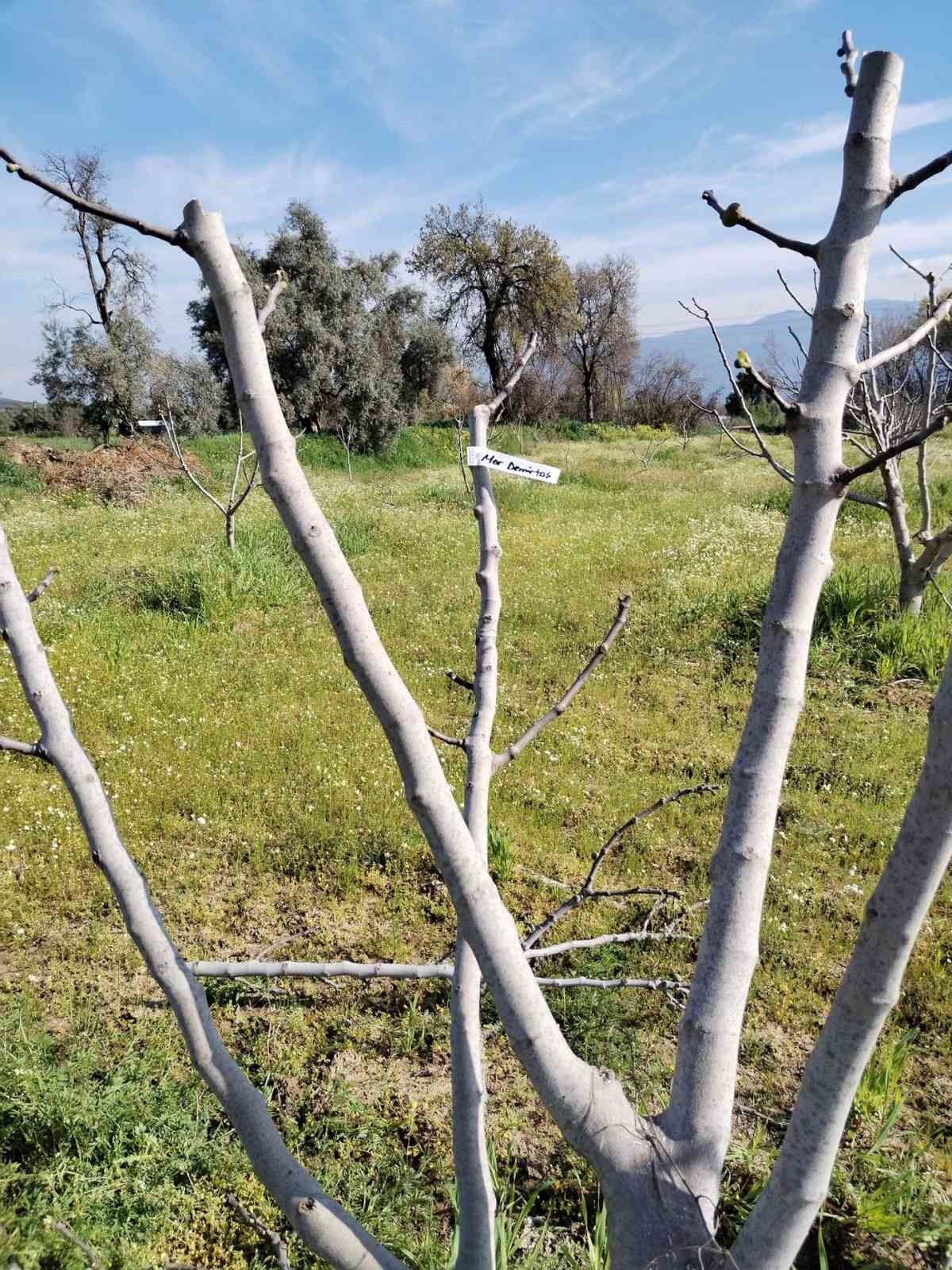 Bozdoğan İlçe Tarım ve Orman Müdürlüğü ekipleri ilek bahçesinde bakım yaptı

