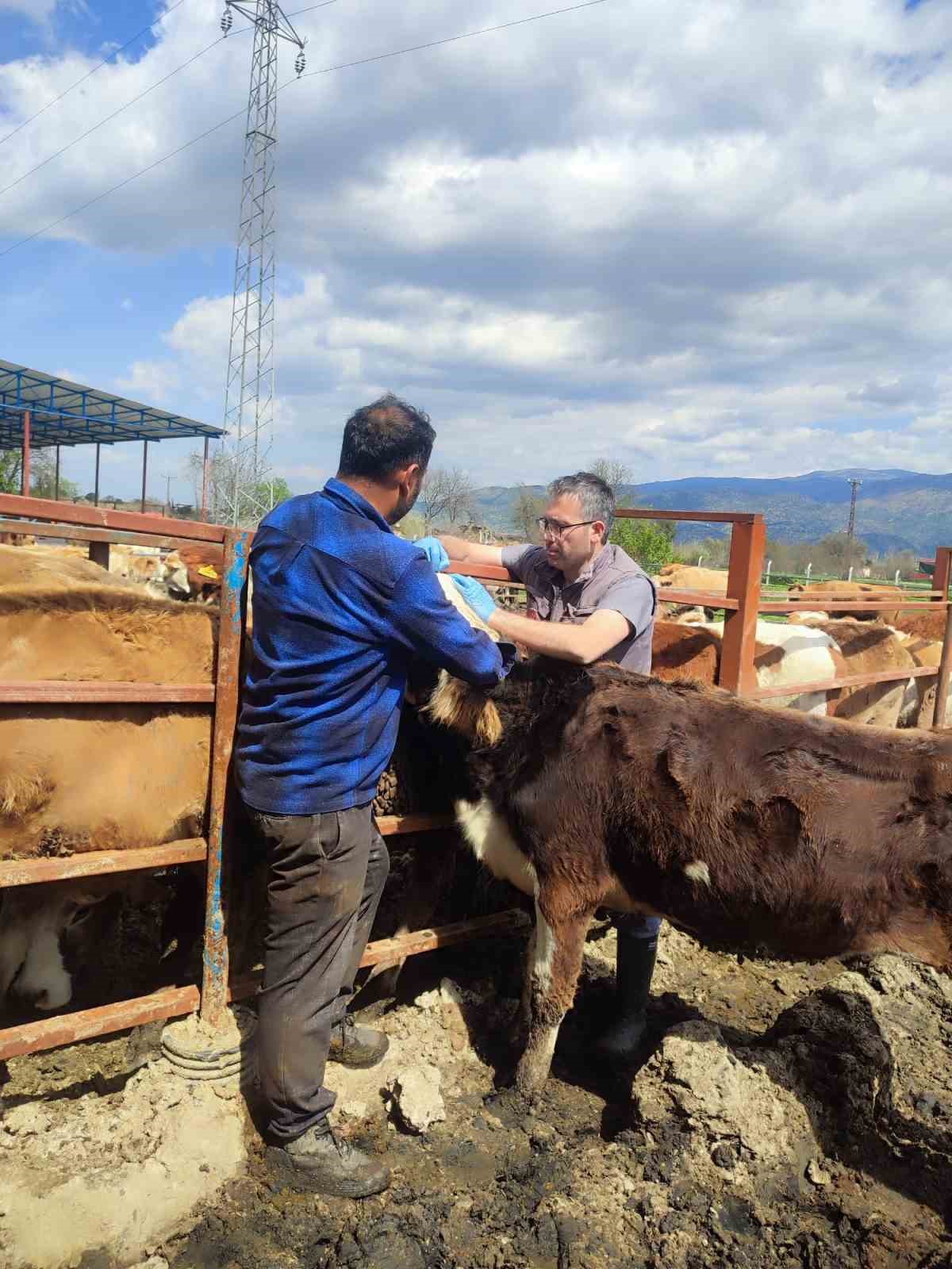 Bozdoğan’da aşı ve küpeleme çalışmaları sürüyor

