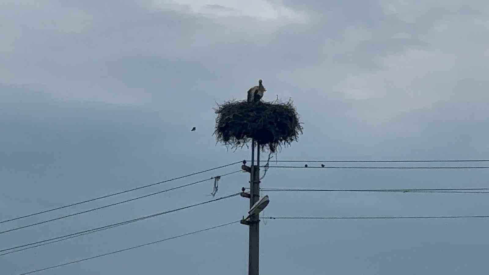 Bozdoğan’da baharın müjdecisi leylekler yuvalarına döndü
