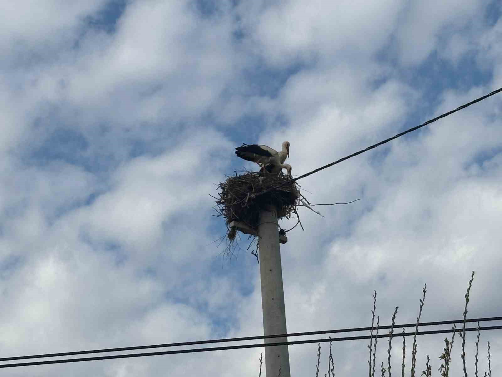 Bozdoğan’da baharın müjdecisi leylekler yuvalarına döndü
