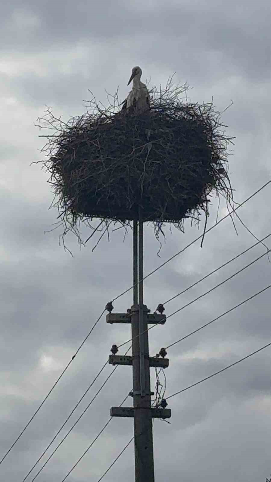 Bozdoğan’da baharın müjdecisi leylekler yuvalarına döndü
