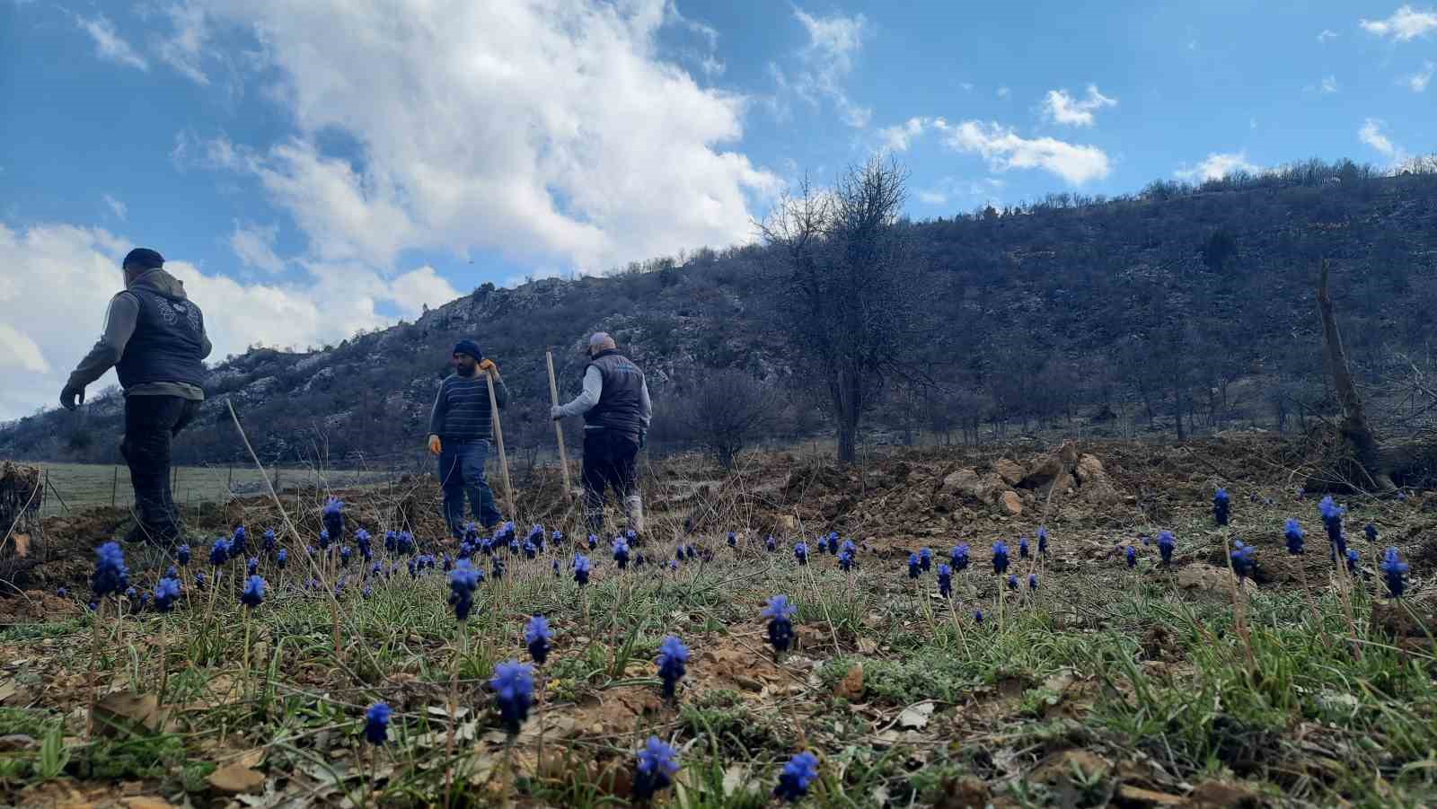 Bozkır’da 13 dönümlük alanda dev ağaçlandırma projesi
