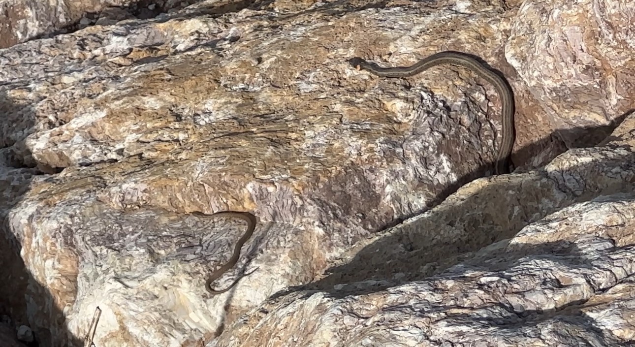 Brezilya’nın ‘Yılan Adası’ değil Yüksekova
