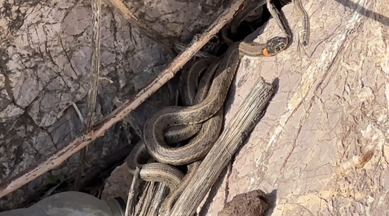 Brezilya’nın ‘Yılan Adası’ değil Yüksekova
