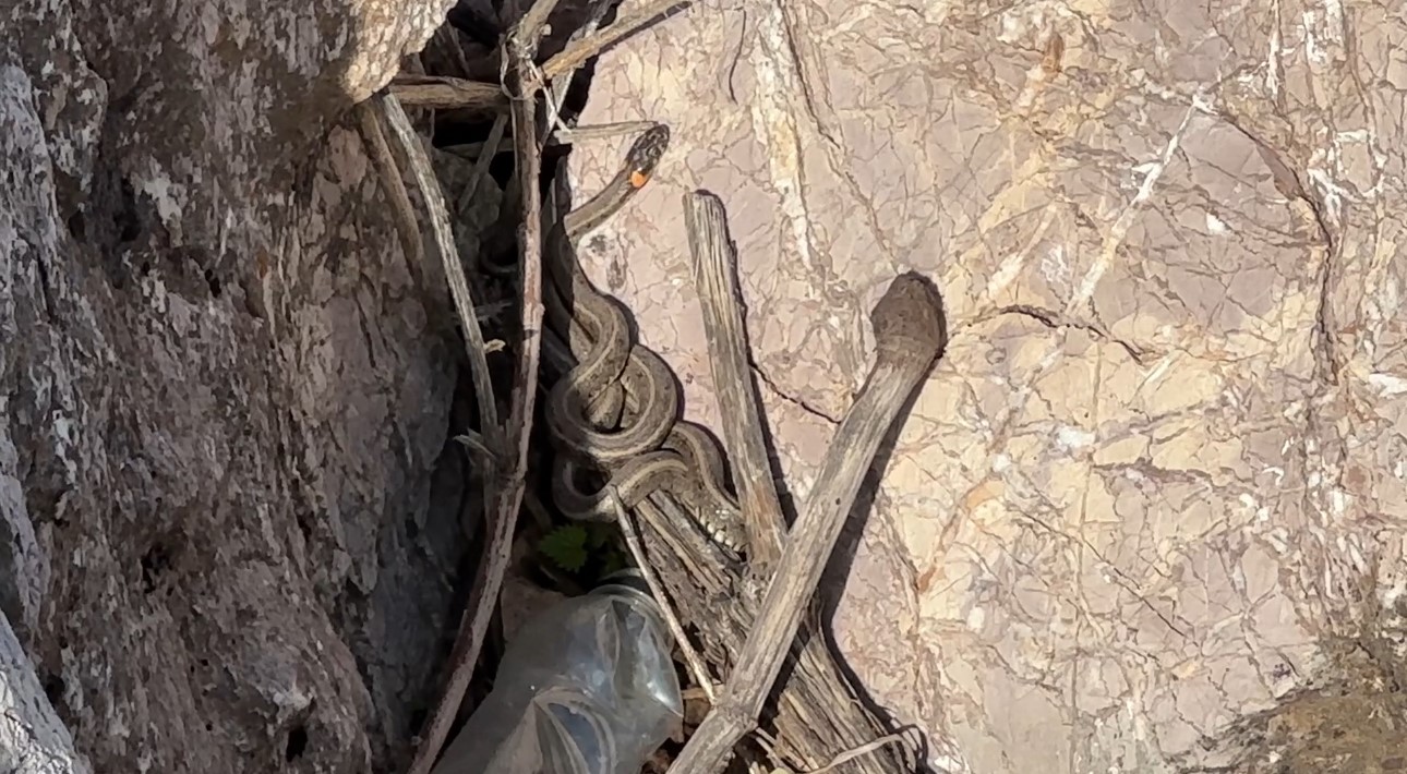 Brezilya’nın ‘Yılan Adası’ değil Yüksekova
