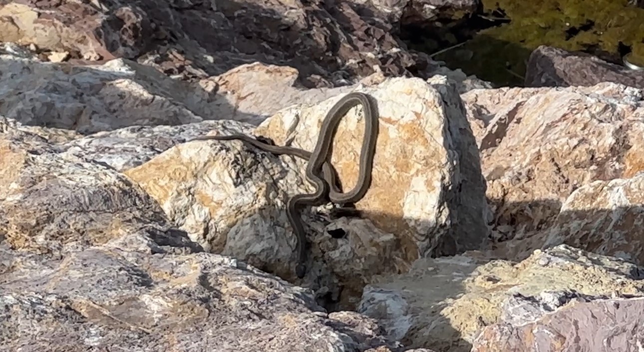 Brezilya’nın ‘Yılan Adası’ değil Yüksekova
