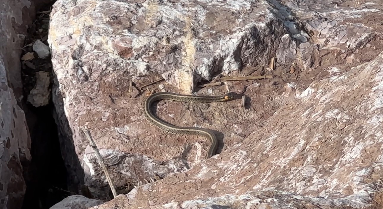 Brezilya’nın ‘Yılan Adası’ değil Yüksekova
