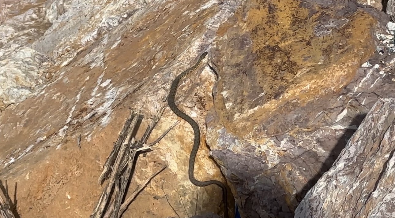 Brezilya’nın ‘Yılan Adası’ değil Yüksekova
