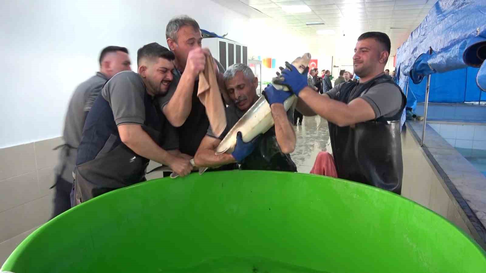 Bu balığın havyarı ’siyah inci’: Karadeniz’e 8 bin adet dağıtılacak, çiple takip edilecek
