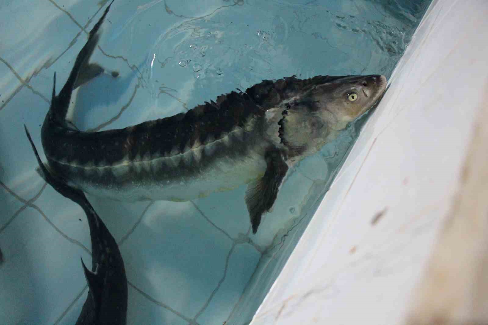 Bu balığın havyarı ’siyah inci’: Karadeniz’e 8 bin adet dağıtılacak, çiple takip edilecek
