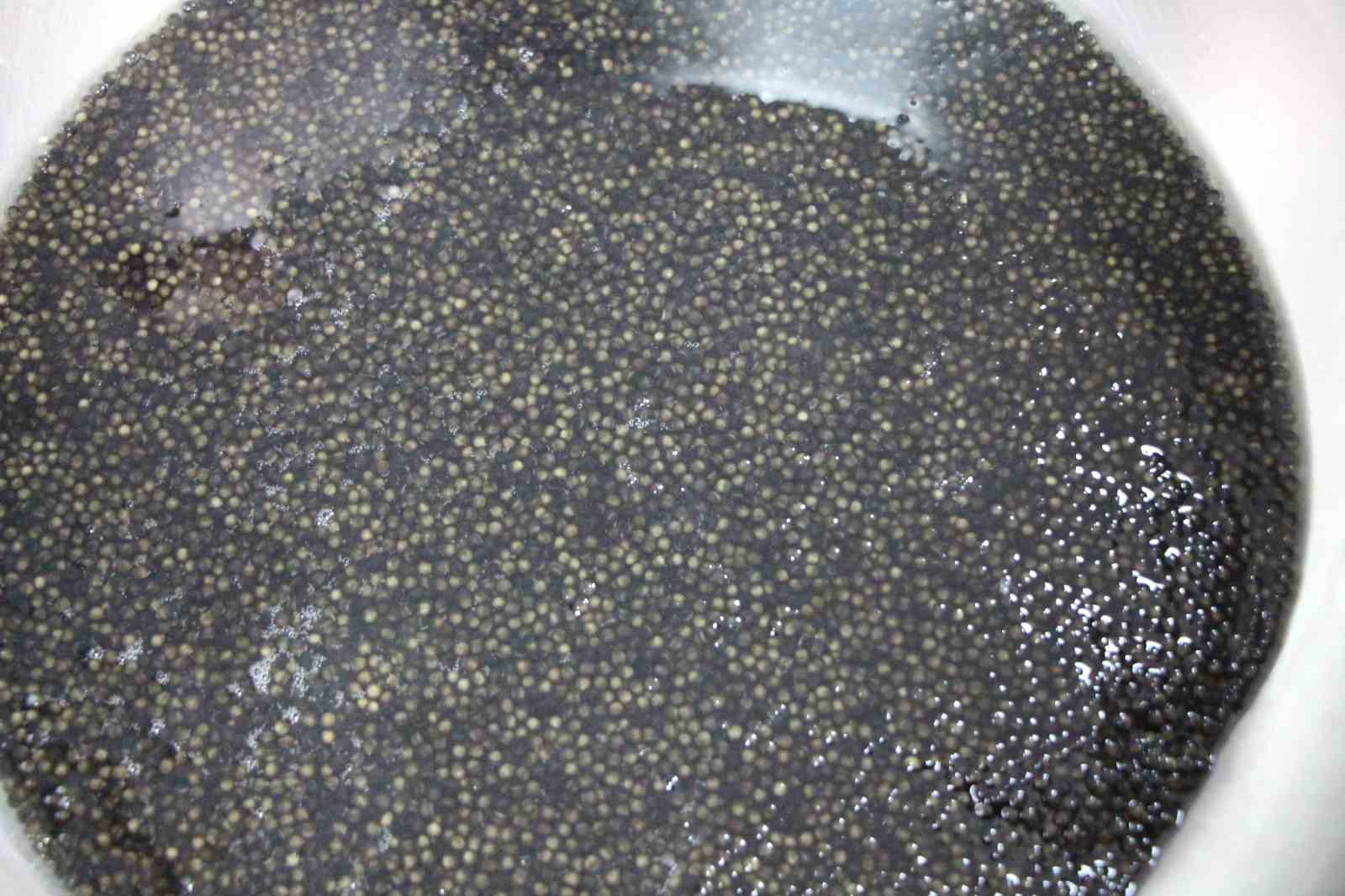 Bu balığın havyarı ’siyah inci’: Karadeniz’e 8 bin adet dağıtılacak, çiple takip edilecek
