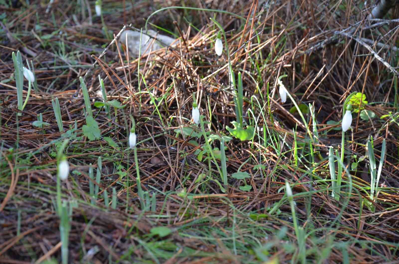 Bu çiçeği koparmanın bedeli dudak uçuklatıyor

