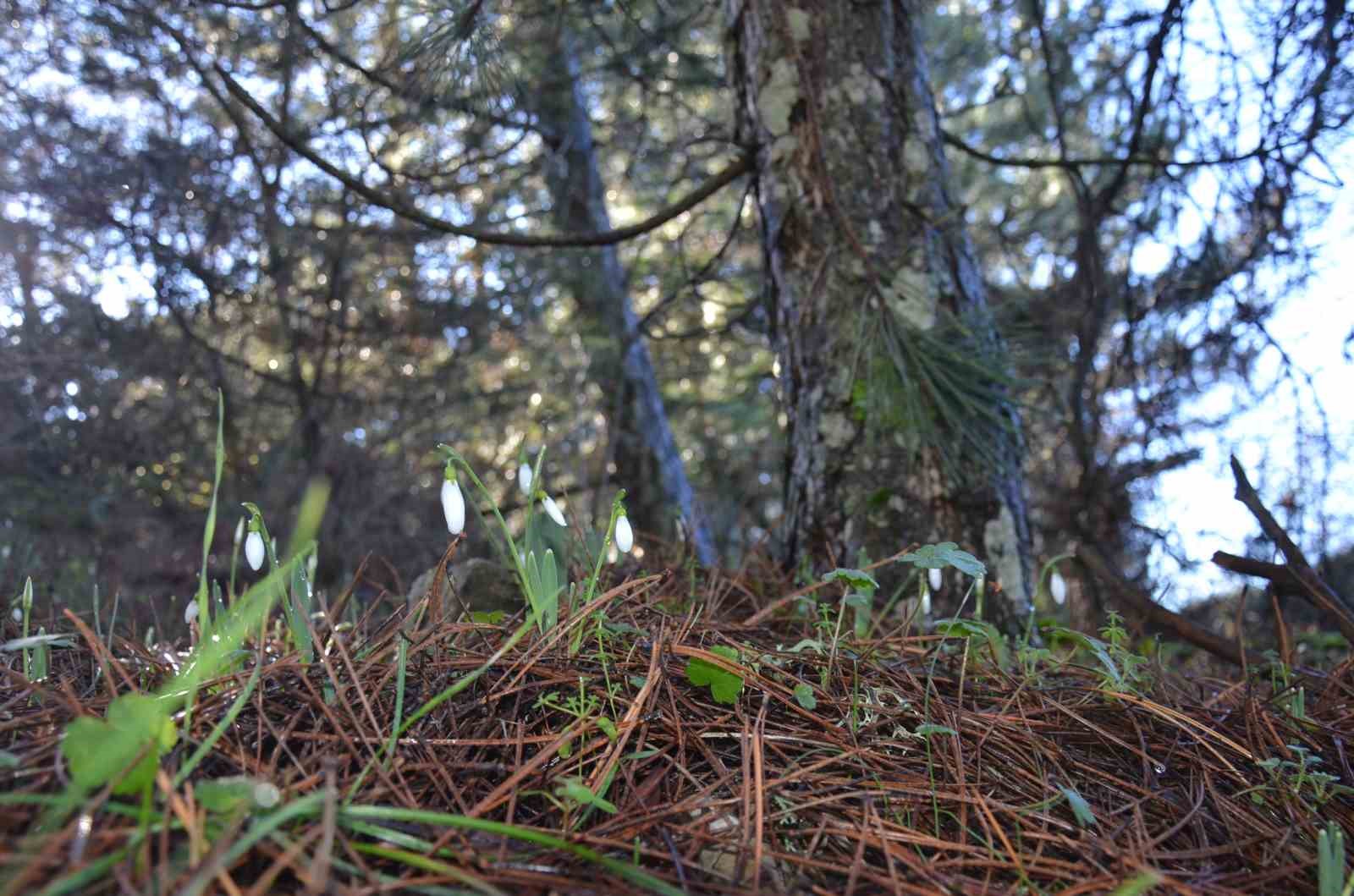 Bu çiçeği koparmanın bedeli dudak uçuklatıyor
