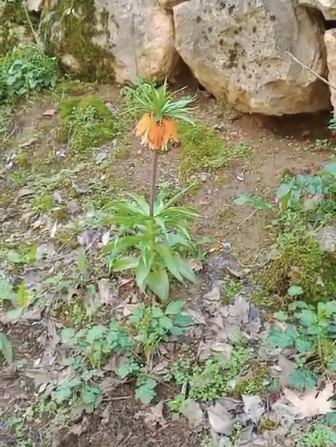 Bu çiçeği koparmanın cezası ikinci el araba fiyatını geçiyor
