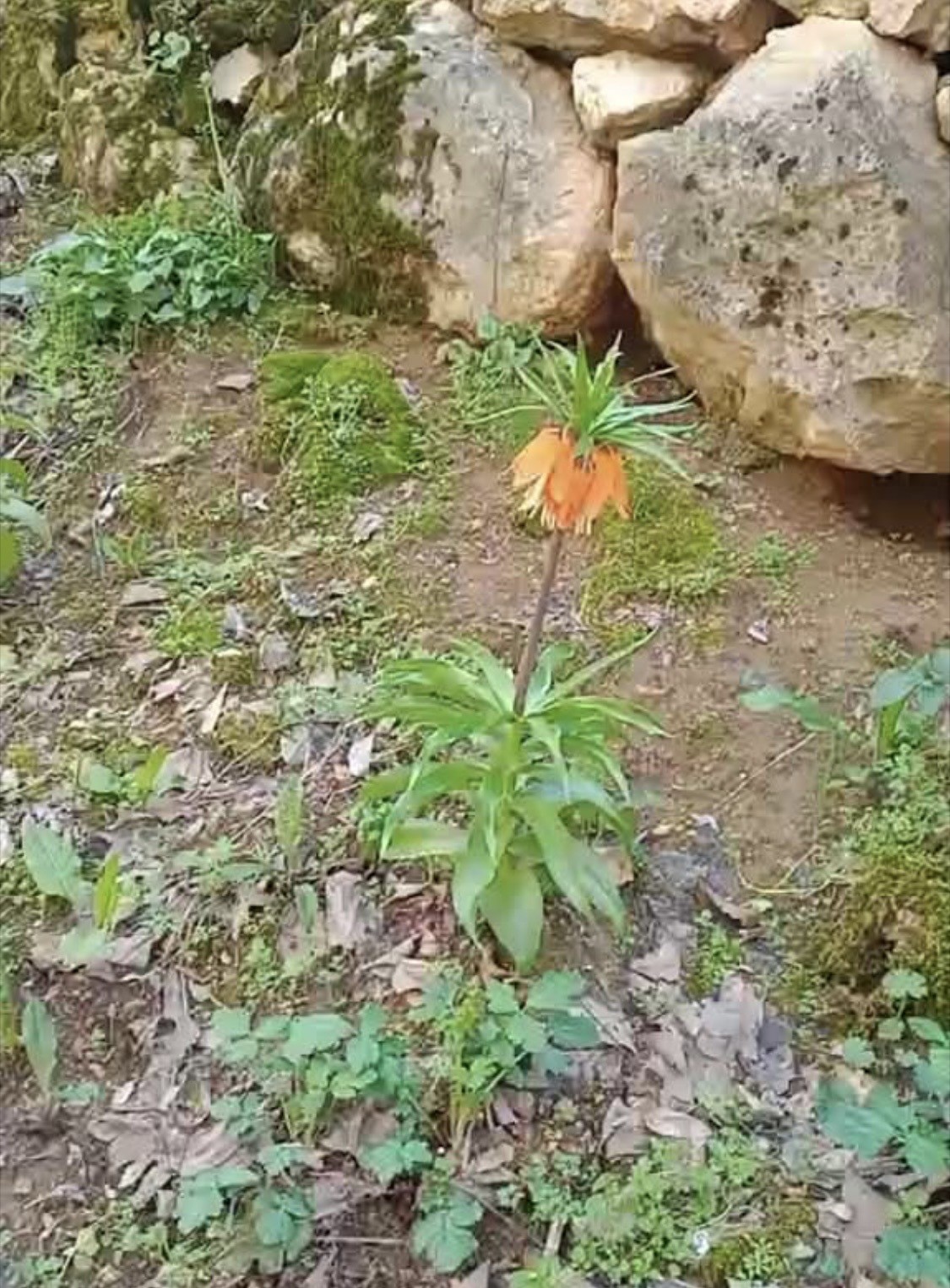 Bu çiçeği koparmanın cezası ikinci el araba fiyatını geçiyor
