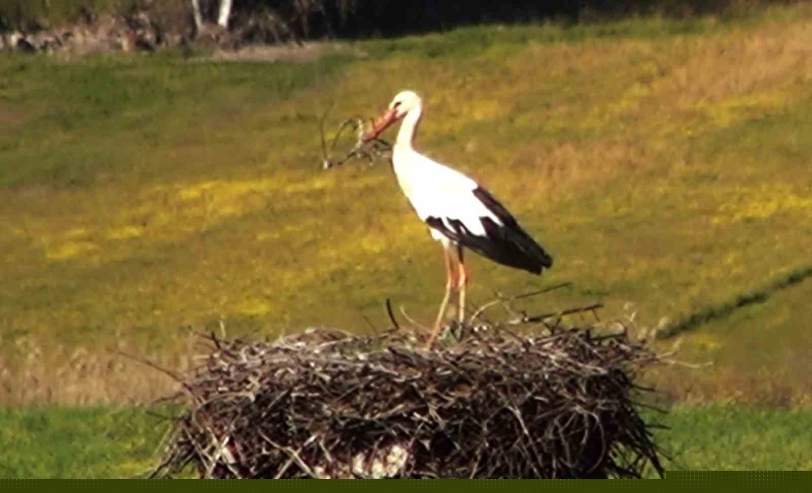 Bu da Leyleğin hırsızı
