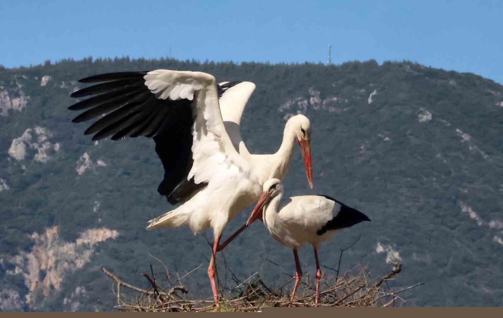 Bu da Leyleğin hırsızı
