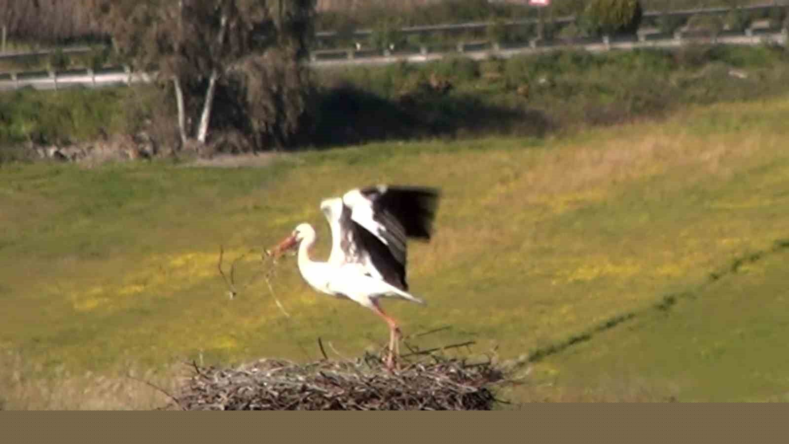 Bu da Leyleğin hırsızı
