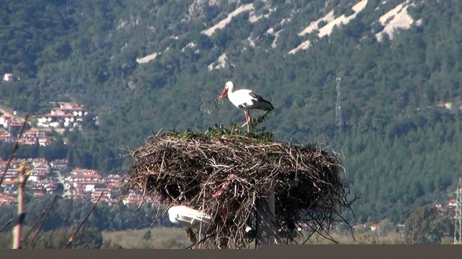 Bu da Leyleğin hırsızı
