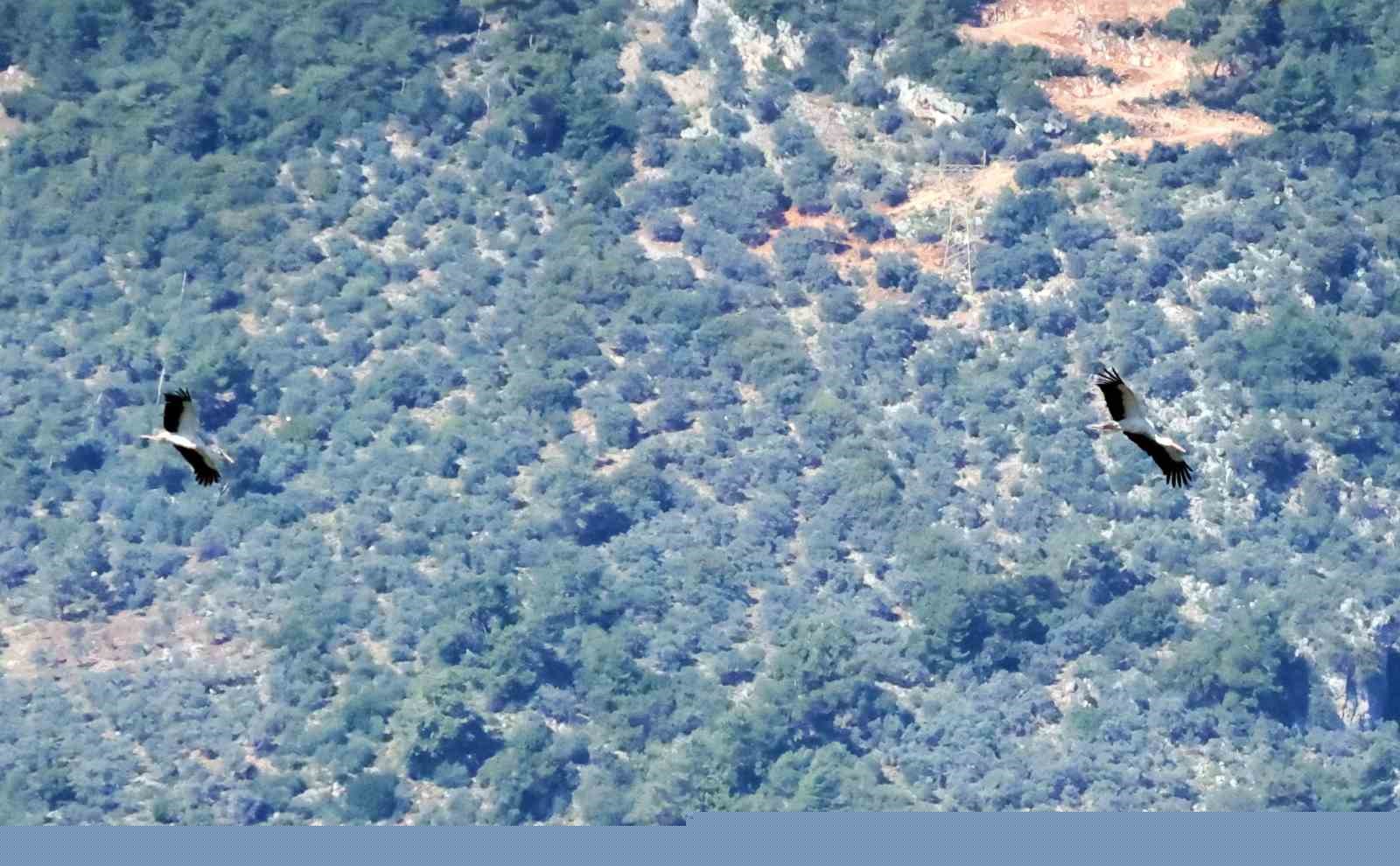 Bu da Leyleğin hırsızı
