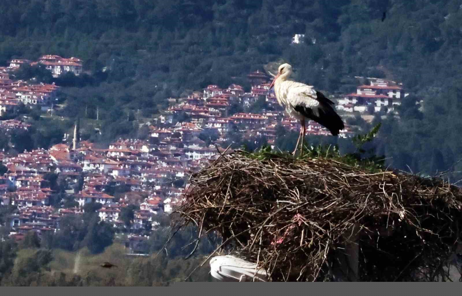 Bu da Leyleğin hırsızı
