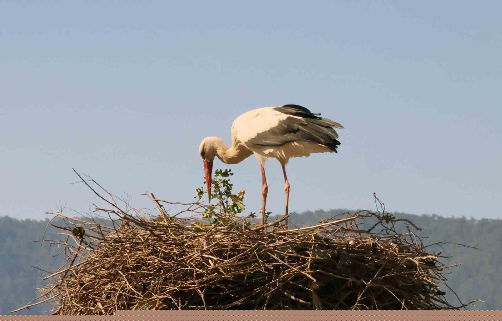 Bu da Leyleğin hırsızı
