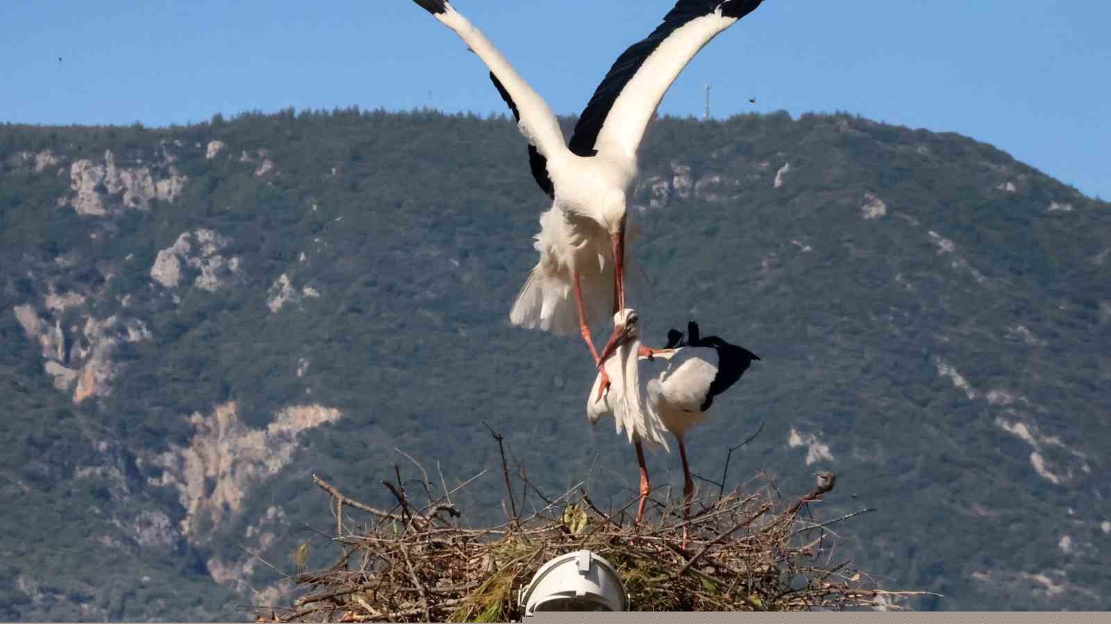 Bu da Leyleğin hırsızı
