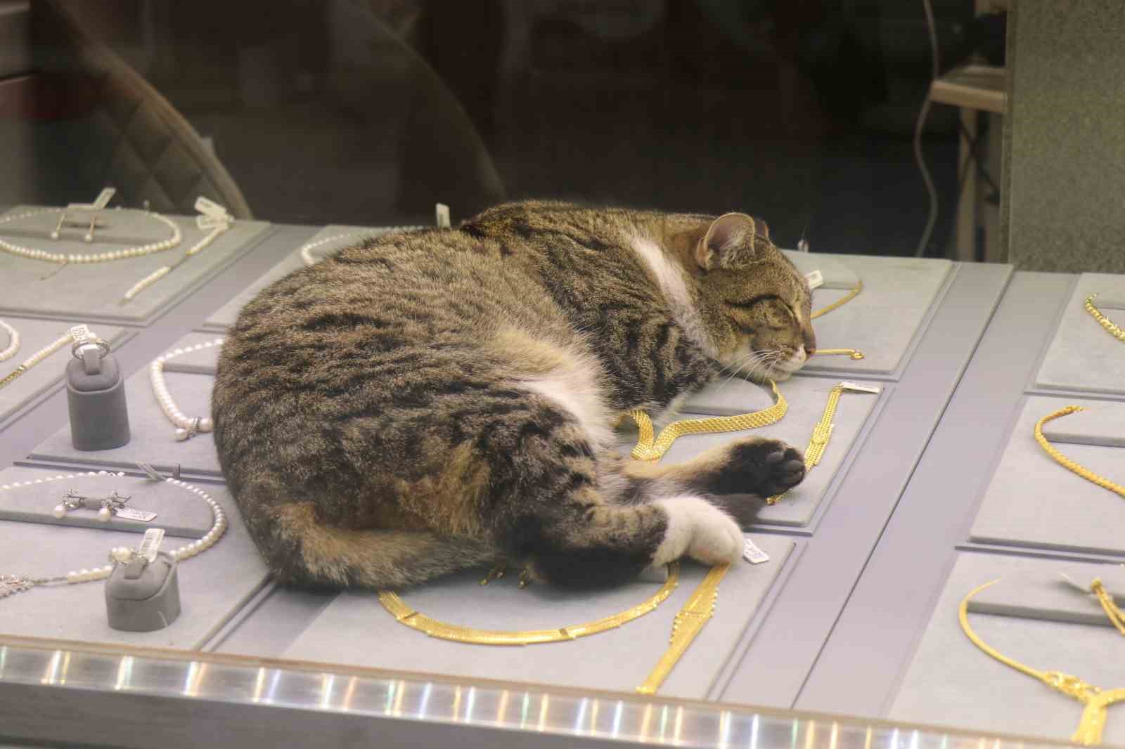 Bu kedi altınların arasında uyuyor
