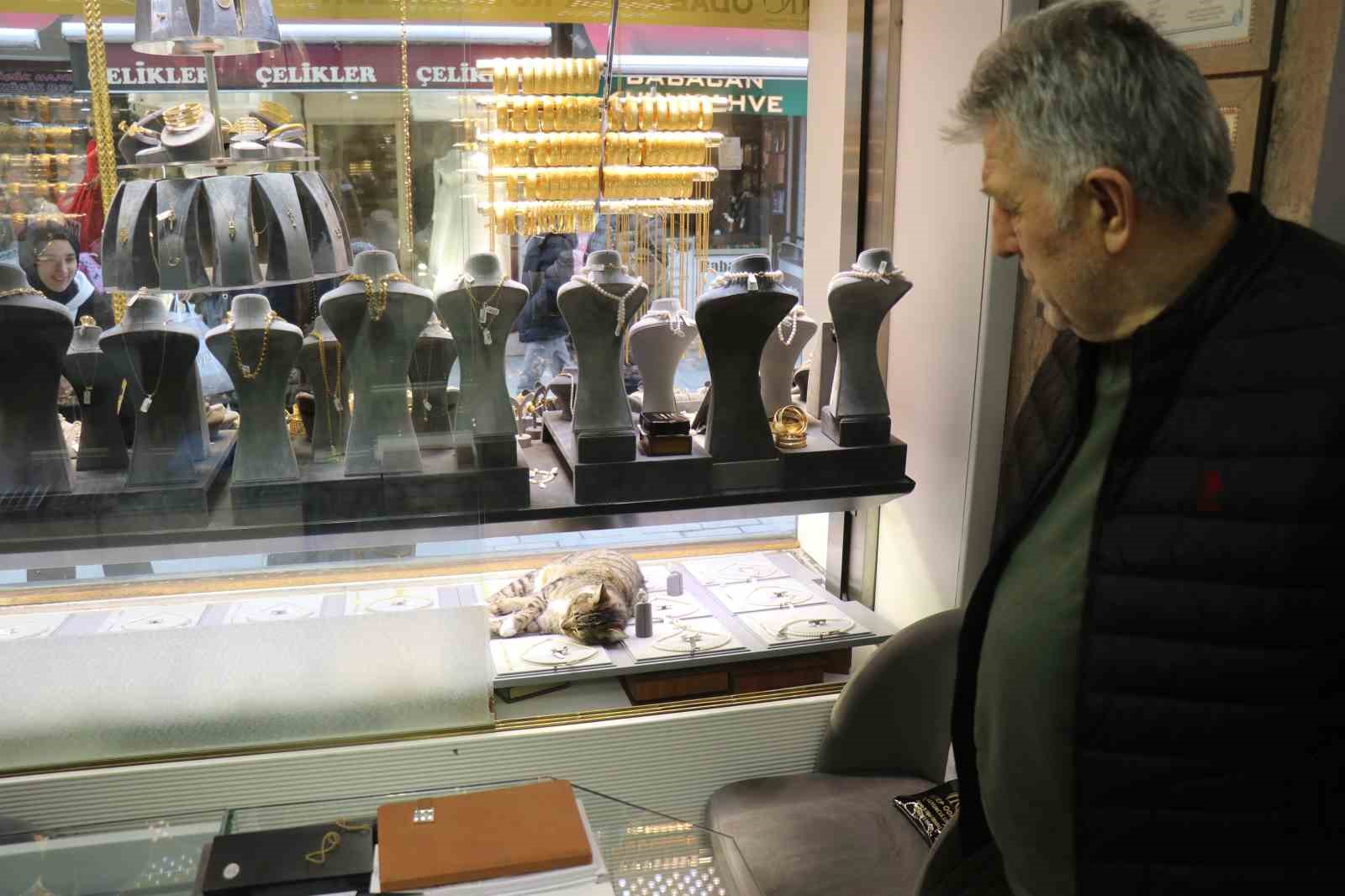 Bu kedi altınların arasında uyuyor
