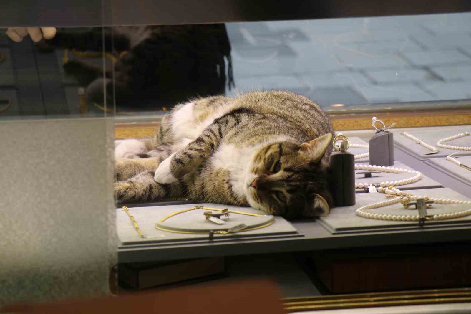 Bu kedi altınların arasında uyuyor
