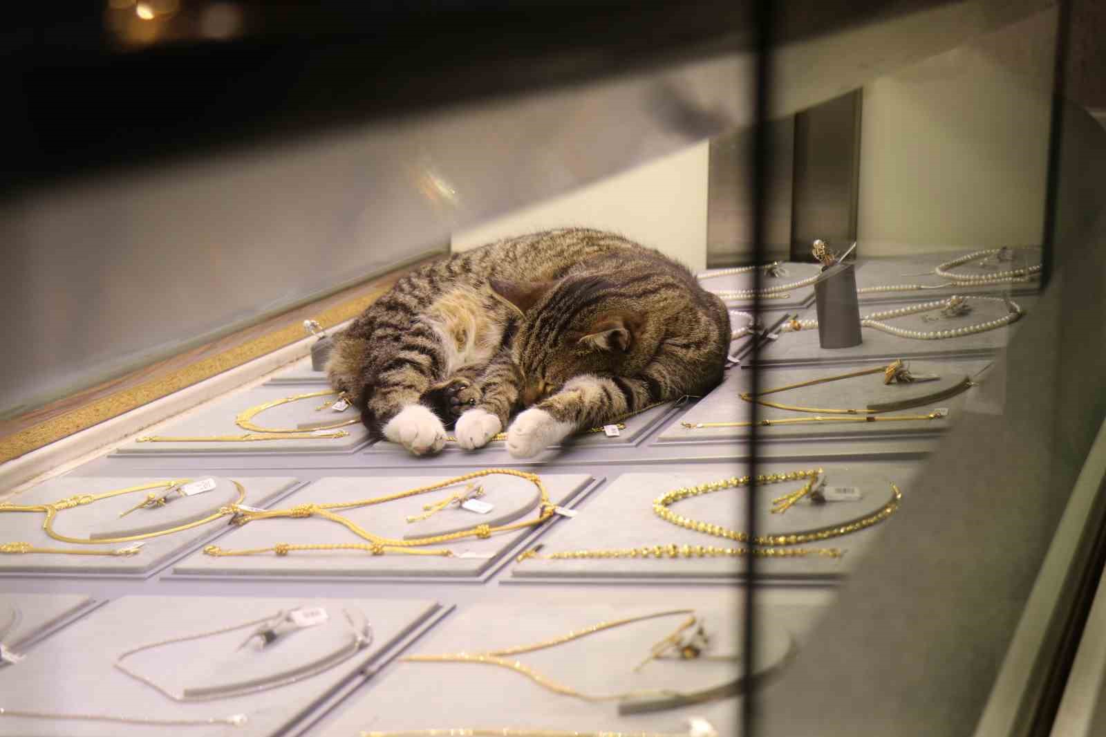 Bu kedi altınların arasında uyuyor
