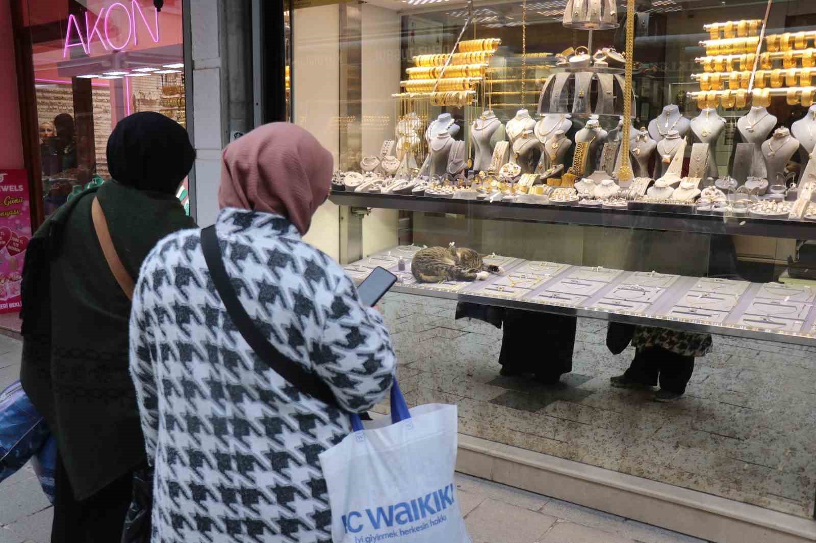 Bu kedi altınların arasında uyuyor
