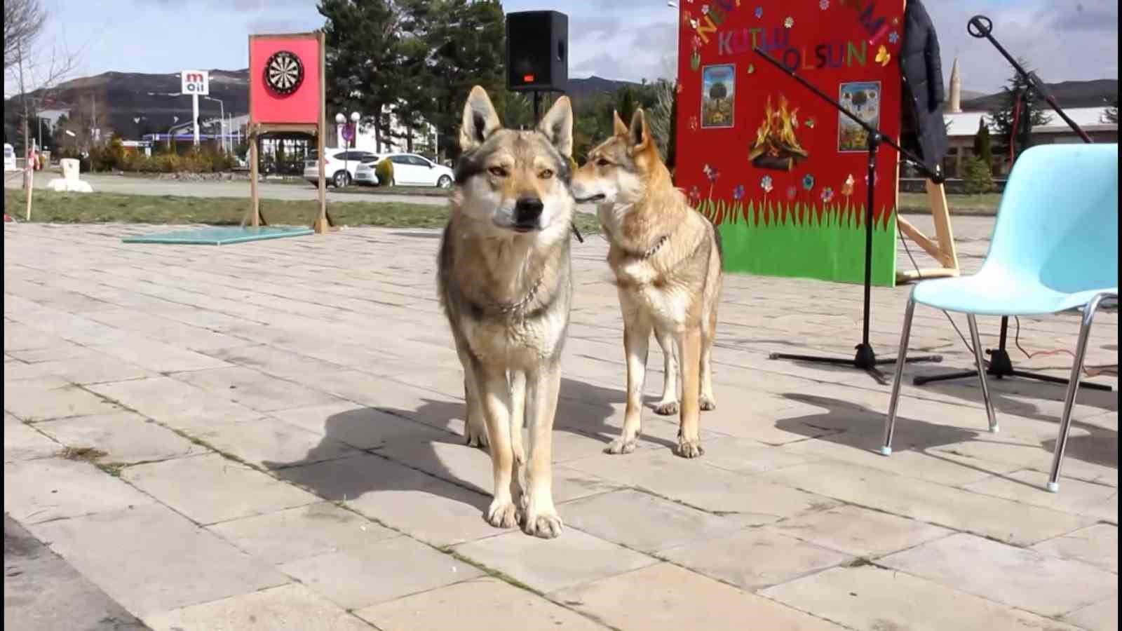 Bu Nevruz diğerlerinden farklı: Kurtlar alanda gezdi, şahin havada uçtu
