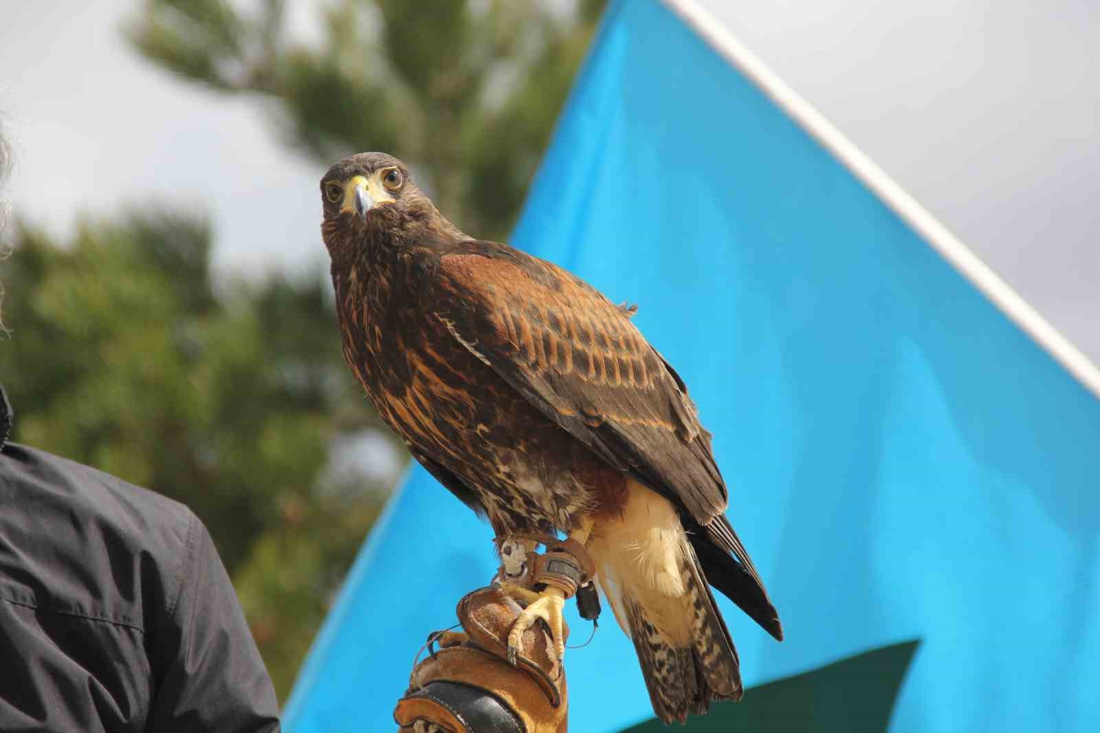 Bu Nevruz diğerlerinden farklı: Kurtlar alanda gezdi, şahin havada uçtu
