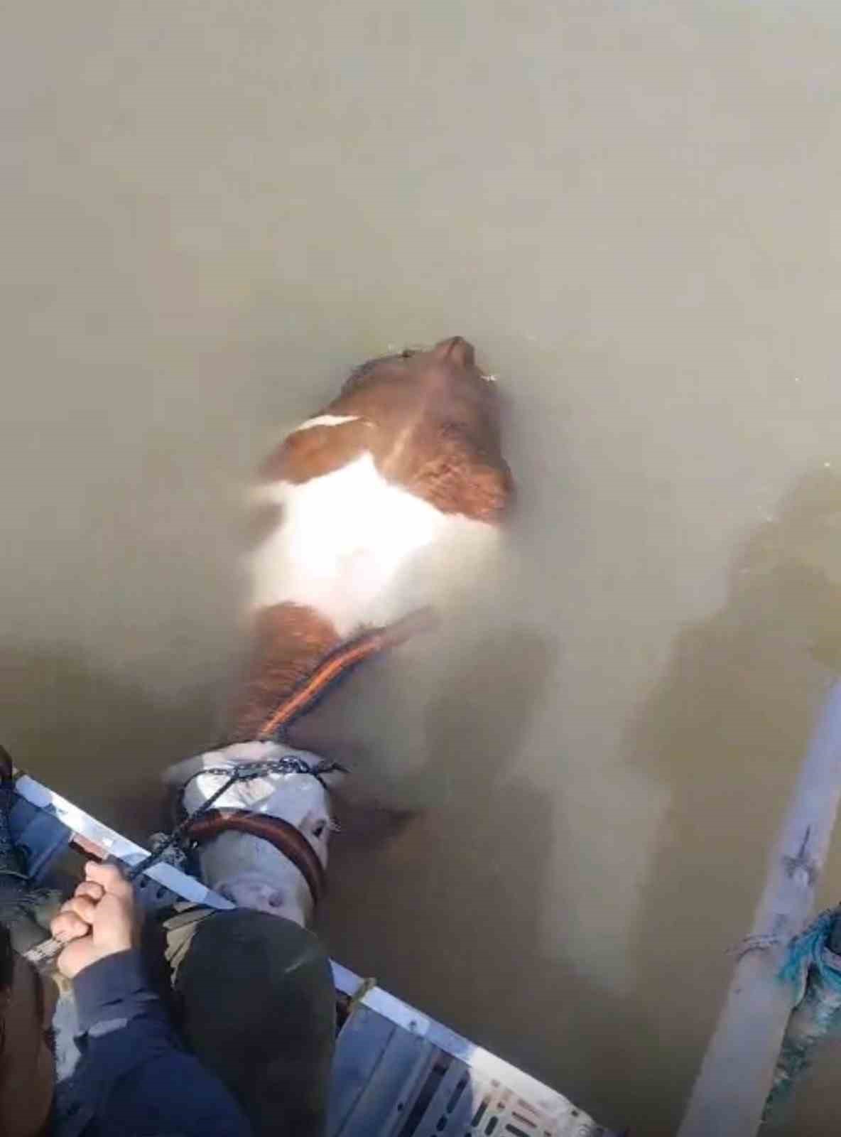 Bu sefer balık değil tosun yakaladılar
