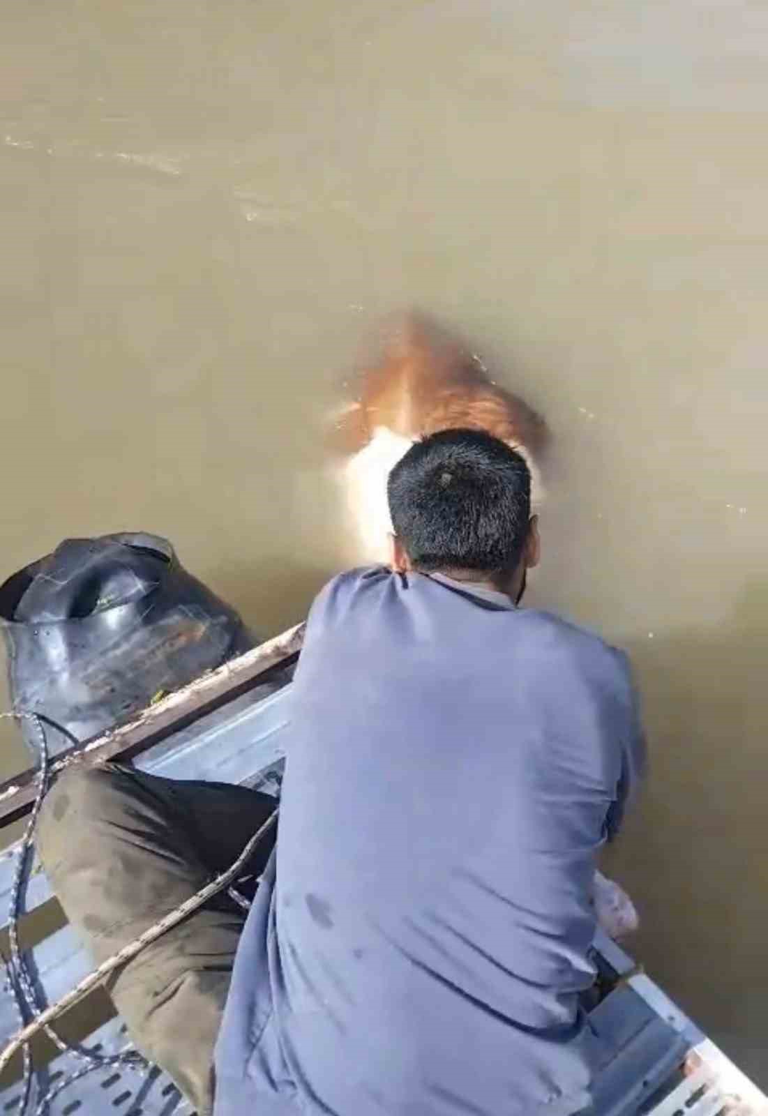 Bu sefer balık değil tosun yakaladılar
